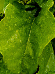green leaf with water drops