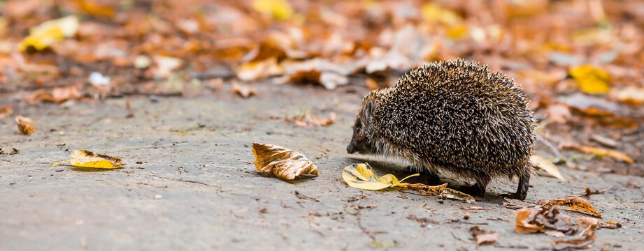 Animals and the environment. Hedgehog. Wild, local, European hedgehog in autumn in the park., Scientific name: Erinaceus Europaeus. Blurred background.