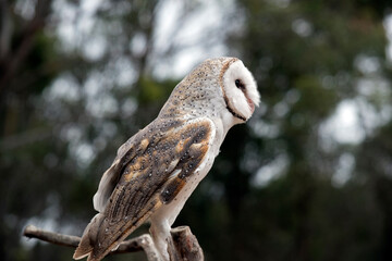 this is a side view of a barn owl
