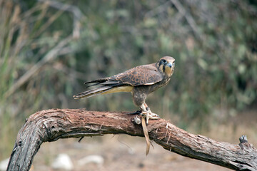 the brown falcon has dark marks below and behind its eye, its body is brown with some white.