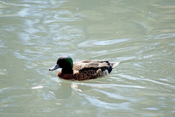 the chestnut teal is swimming in the lake