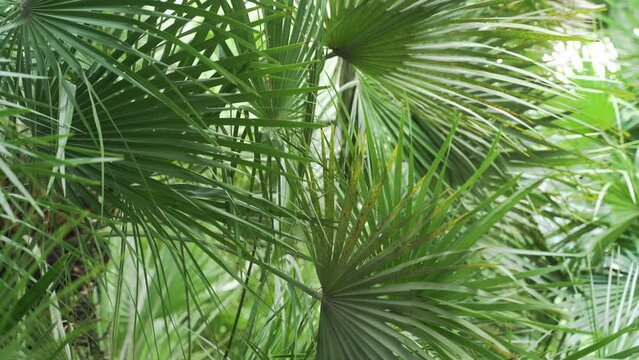 Palm leaves tropical tree plant swaying in wind