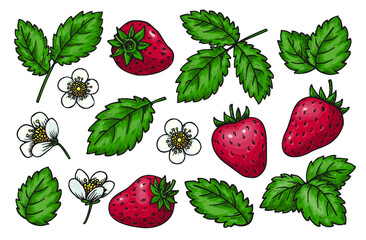 Strawberry set. Realistic whole red berries leaves and blooming flowers isolated on white. Cartoon hand drawn floral parts for card print, badge pins, scrapbooking tag, farmers market label, patches