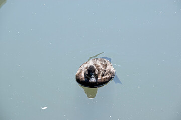 the young hardhead duck is all brown