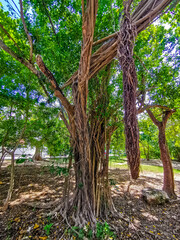 Huge beautiful Ficus maxima Fig tree Playa del Carmen Mexico.