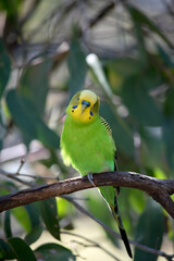 the parakeet is a small green and yellow bird