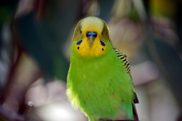 the parakeet is a small green and yellow bird
