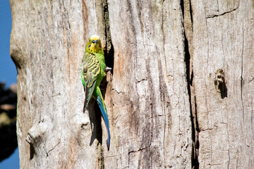 the parakeet is a small green and yellow bird