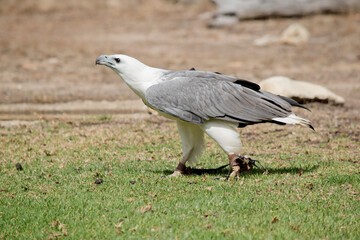 A distinctive bird, the adult white-bellied sea eagle has a white head, breast, under-wing coverts and tail. The upper parts are grey and the black under-wing ...