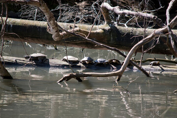 the turtles are grey underparts  and green shells and bottoms are cream in color