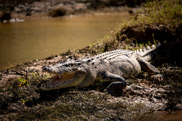 5 meter Crocodile Adelaide River Northern Territory