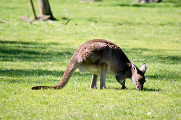 Naklejka na ściany i meble this is a side view of a sulphur western grey kangaroo eating