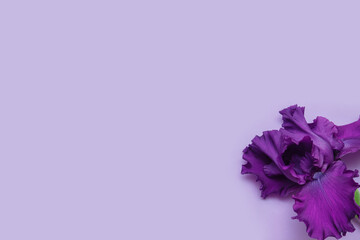 Purple iris flower on a lilac background close-up with an empty space for text,copy space, flat lay, banner, concept greeting card design template, covers, marketing and ads