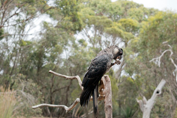 the white tailed black cockatoo is eating a nut
