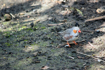the zebraa finch is a colorful bird with an orange cheek with and black stripe next to its nose and an orange beak
