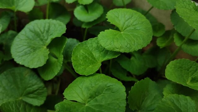 Centella asiatica on a plastic pot. Centella asiatica is widely used as a culinary vegetable and as a medicinal herb in Asia.