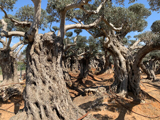 Old fantastic bizarre olive trees in moshav Zimrat