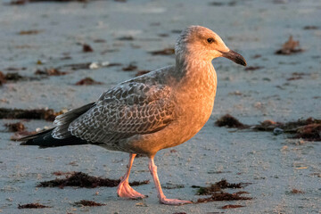 Immature Herring Gull walking the beach at sunset.