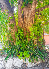 Huge beautiful Ficus maxima Fig tree Playa del Carmen Mexico.