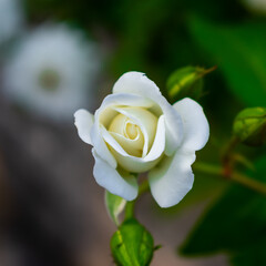 Flor blanca