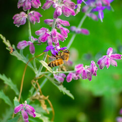 Abeja en flores moradas