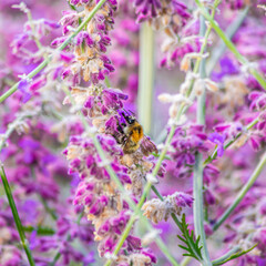 Abeja en flores moradas