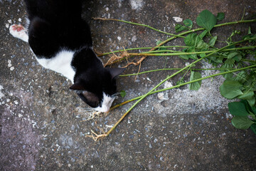 black cat on the ground