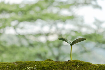 自然の森の中で発芽する植物　エコイメージ