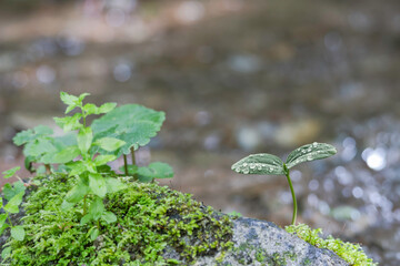 森の中の水滴のついた新芽　エコイメージ