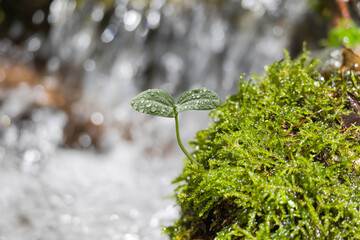 森の中の水滴のついた新芽　エコイメージ