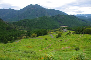 棚田