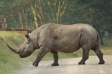 Obraz premium サイ