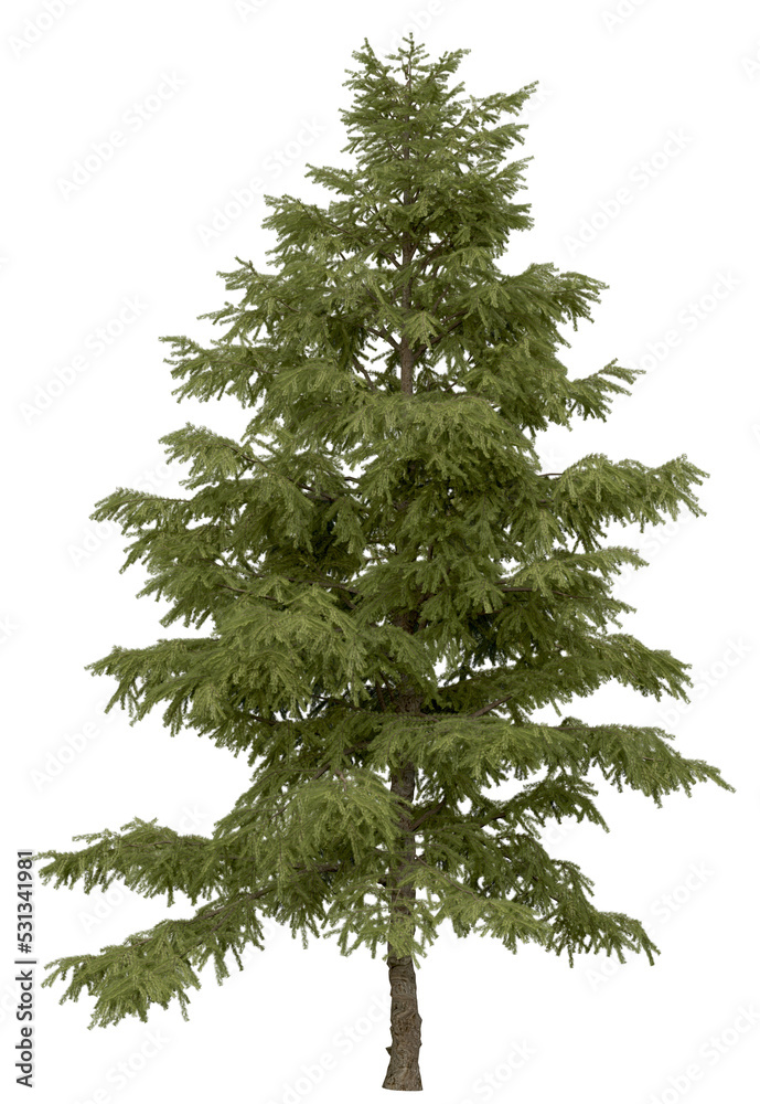 Wall mural 3d rendering of cedrus deodara png vegetation tree for compositing. no backround.