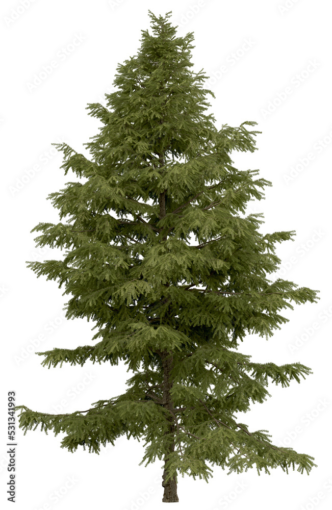 Wall mural 3d rendering of cedrus deodara png vegetation tree for compositing. no backround.