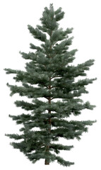Fototapeta premium 3D Rendering of Abies Concolor PNG vegetation tree for compositing. No Backround.