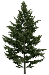 3d rendering of  Cedrus Deodara PNG vegetation tree for compositing. no backround.