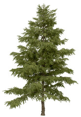 3d rendering of  Cedrus Deodara PNG vegetation tree for compositing. no backround.