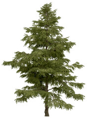 3d rendering of  Cedrus Deodara PNG vegetation tree for compositing. no backround.