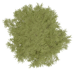 3d rendering of  Cedrus Deodara PNG vegetation tree for compositing. no backround.