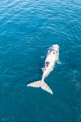aerial view of whales in argentina
