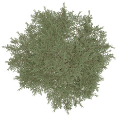 3d rendering of  Cedrus Deodara PNG vegetation tree for compositing. no backround.