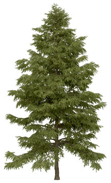 3d rendering of  Cedrus Deodara PNG vegetation tree for compositing. no backround.