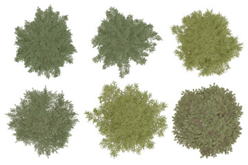 3d rendering of  Cedrus Deodara PNG vegetation tree for compositing. no backround.