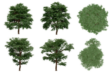 3d rendering of  Taxodium Mucronatum PNG vegetation tree for compositing. no backround.