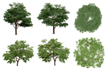 3d rendering of  Taxodium Mucronatum PNG vegetation tree for compositing. no backround. - Powered by Adobe
