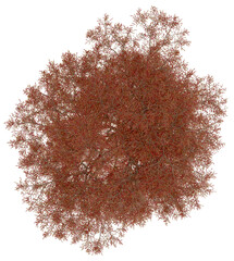 3d rendering of  Taxodium Mucronatum PNG vegetation tree for compositing. no backround.