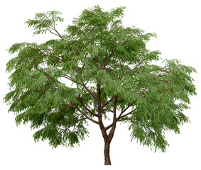 3d rendering of  Taxodium Mucronatum PNG vegetation tree for compositing. no backround.