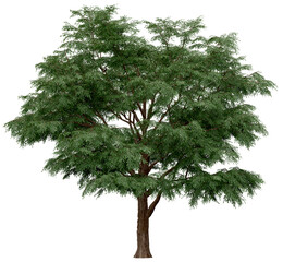 3d rendering of  Taxodium Mucronatum PNG vegetation tree for compositing. no backround.