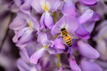 flora nativa 