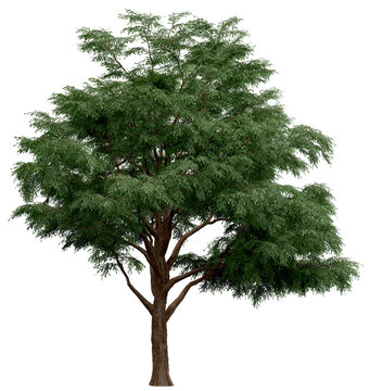 3d rendering of  Taxodium Mucronatum PNG vegetation tree for compositing. no backround.